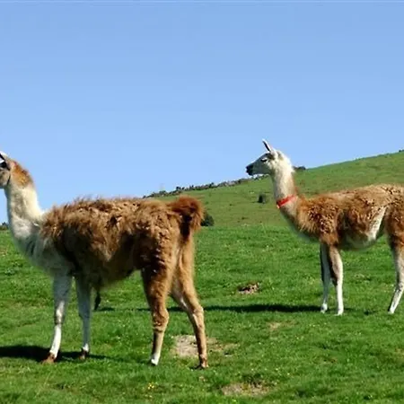 Cosy 4 Pers. Pied De Pistes, Animaux Admis - Fr-1-404-5 Lägenhet
